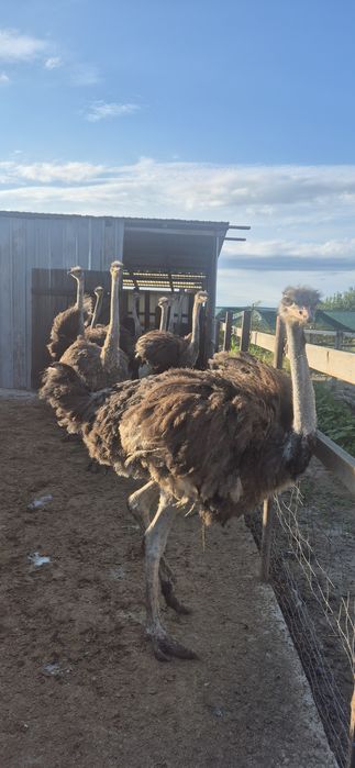 Pui de struți africani!