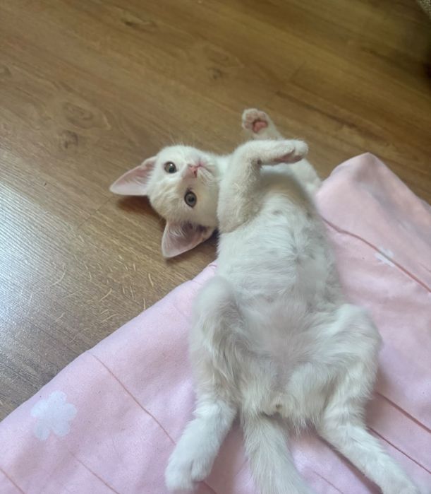 Отдам котенка 3 месяца