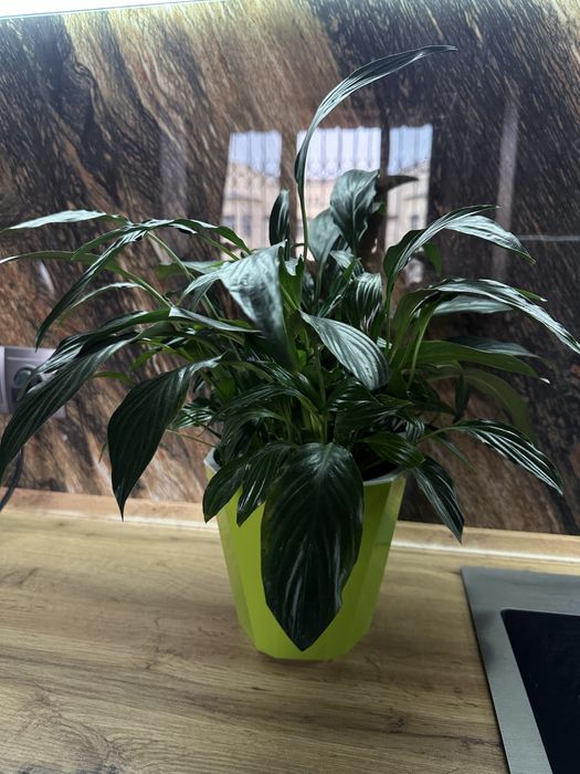 Спатифиллум женское счастье