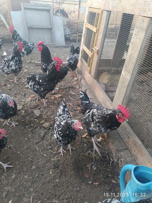 Австралорп черно пестрый  петушки