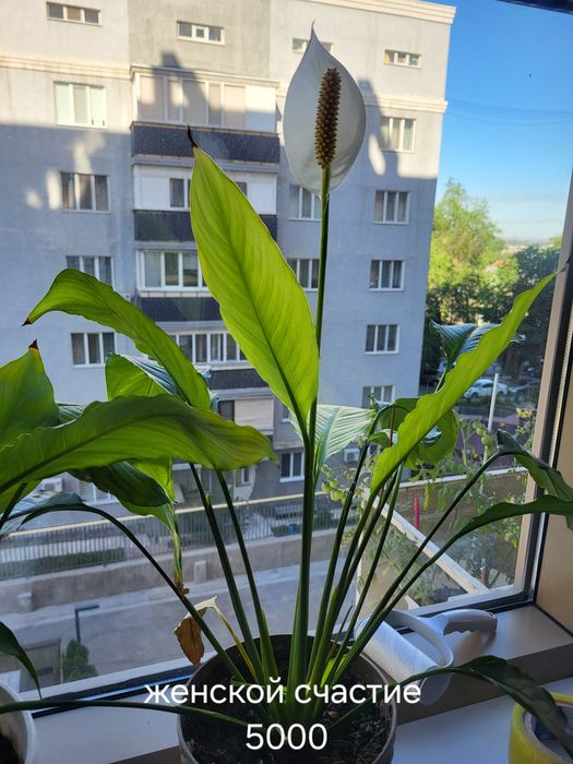 Продам комнатные цветы