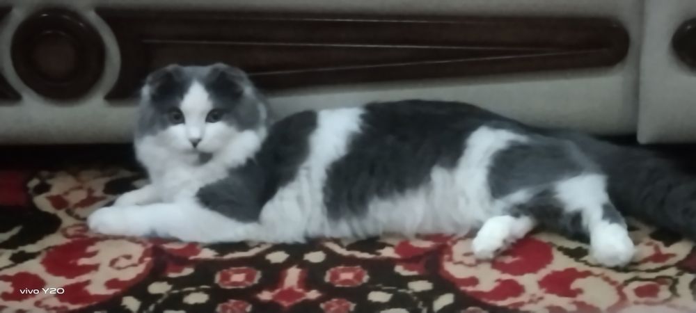 Вязка красивый породистый Кот