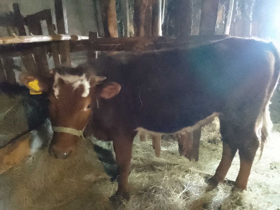 Продам годовалую тёлку. 500 тыс.