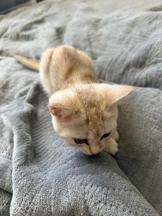 Милый        Котенок