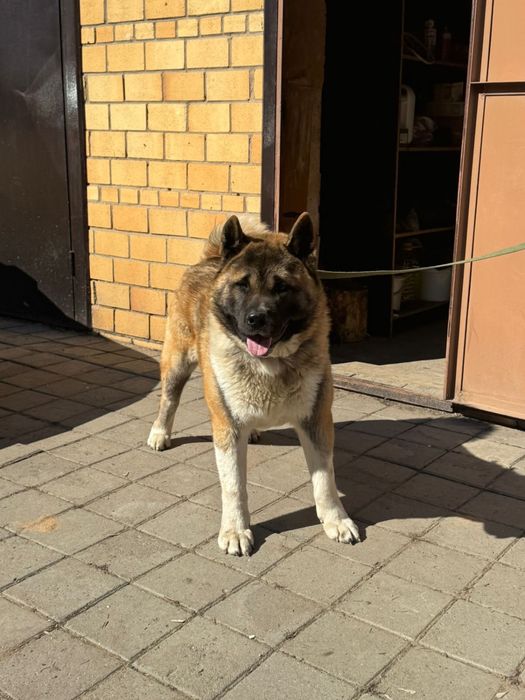 Американская акита