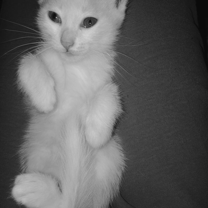 Отдаю 3 котёнка в добрые руки!!