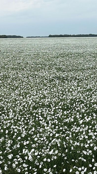 Семена Лён Абакус