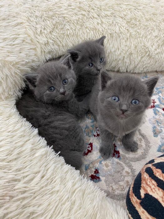 Котенки британцы