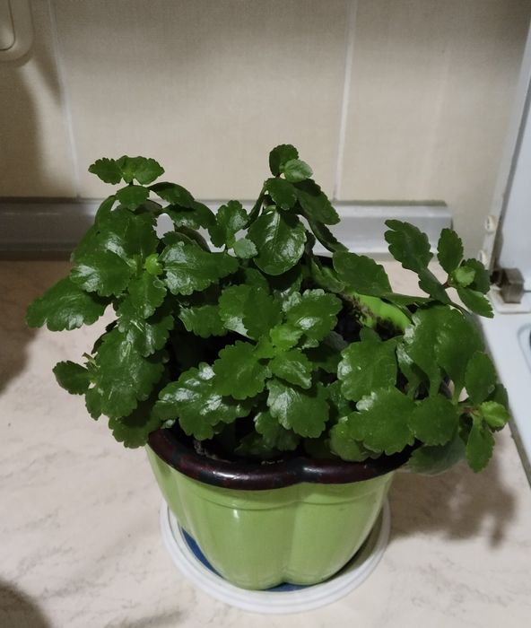 Комнатные растение