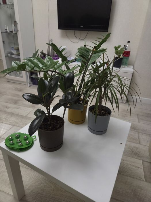 Домашние растения