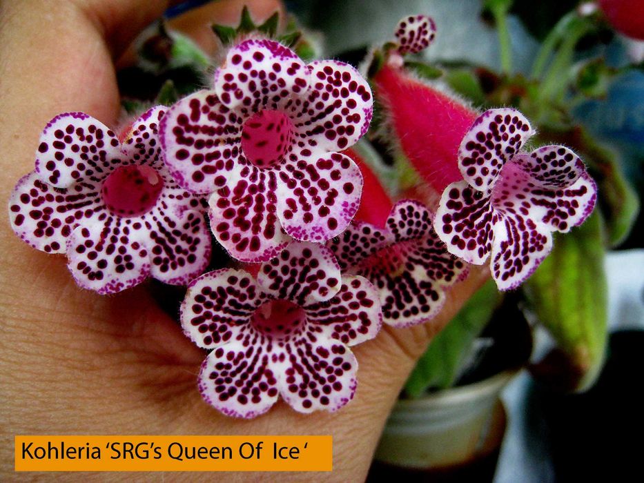 Kohleria , 8 butasi cu Radacina -culori mixte