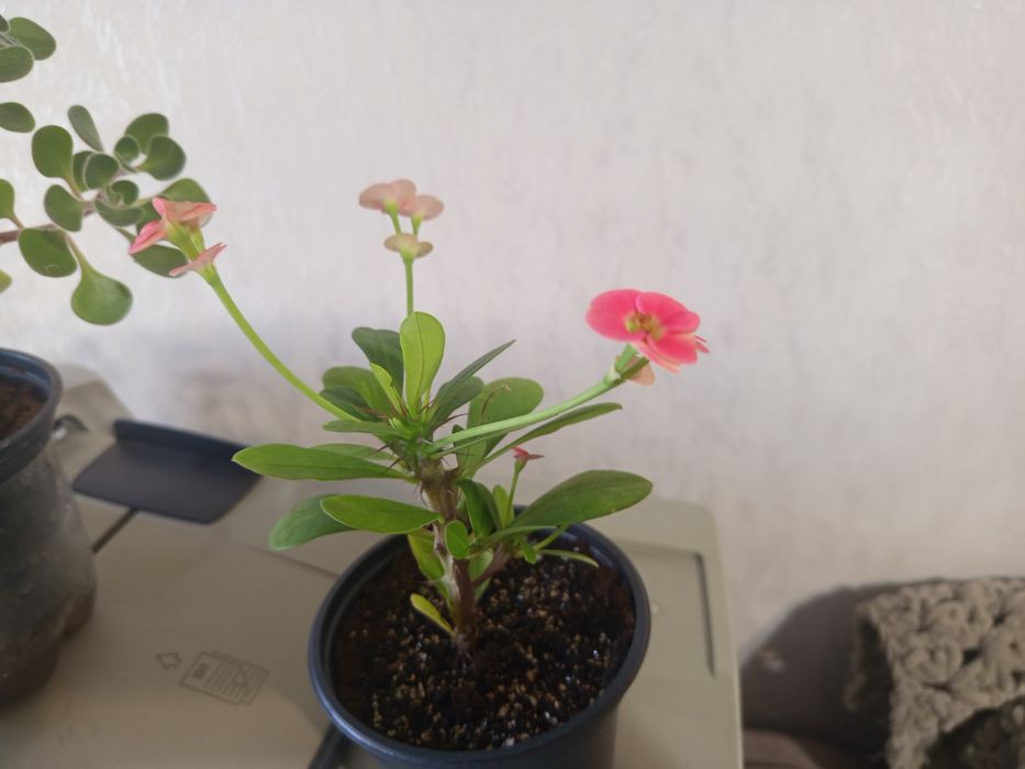 Продам комнатные растения