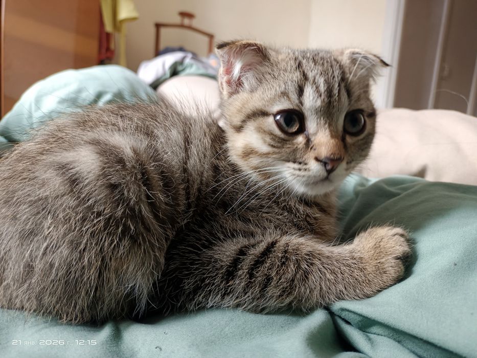 Продам котенка, возраст 3 месяца