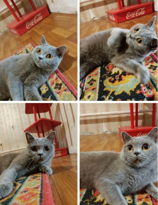 Британская кошка.