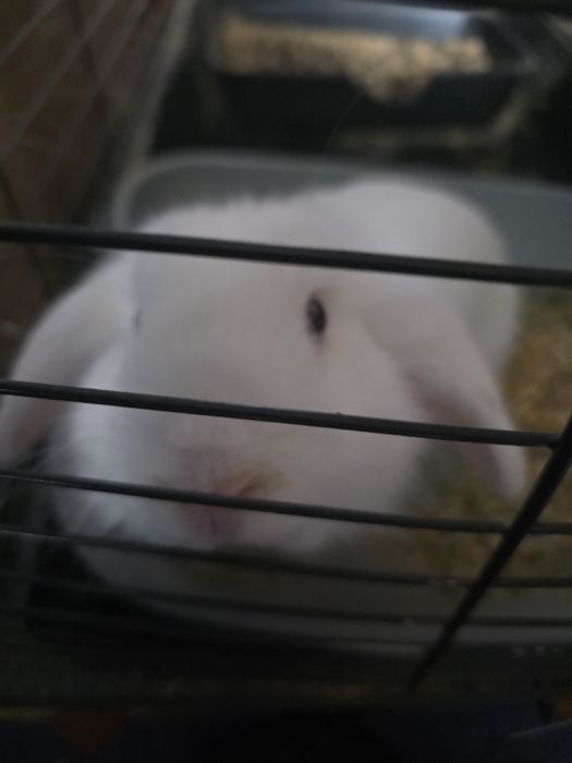 Кролика декоративный,белый.