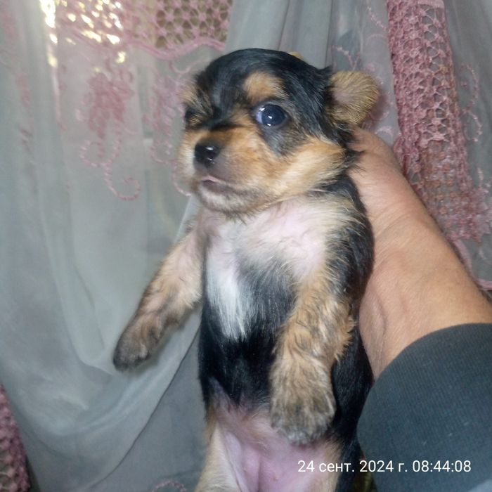 Продам щенков Йоркширский терьер