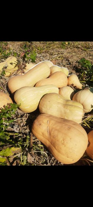 Продавам тикви за животни
