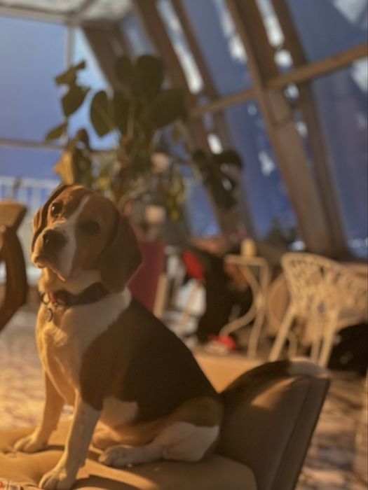 Отдадим породистого Бигля (триколор) в добрые надежные руки!