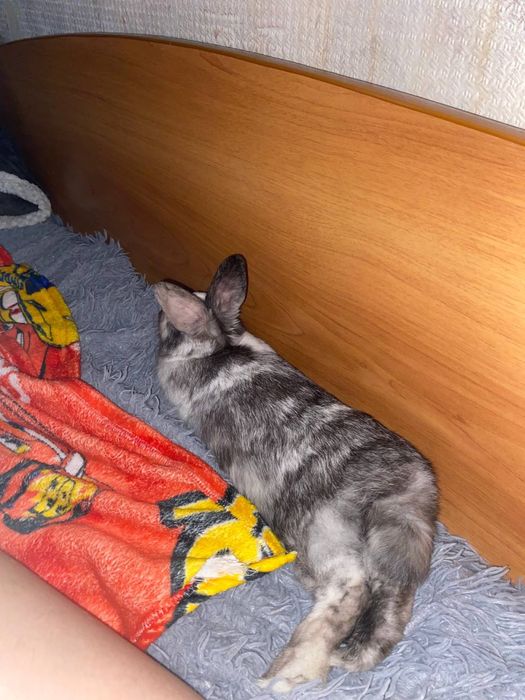 Продам кролика декоративного!