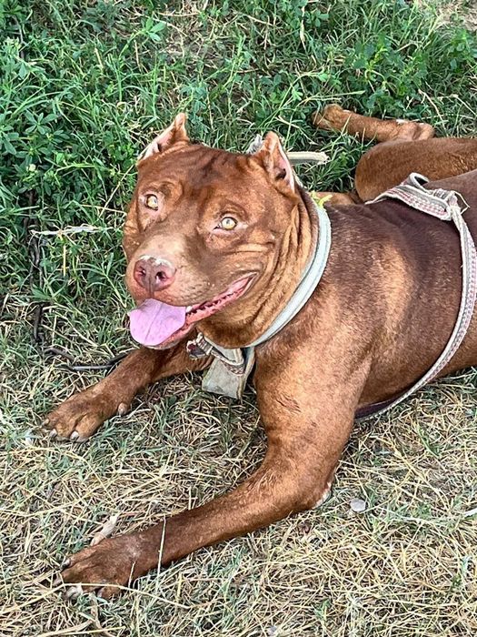 Питбуль 1.5 года