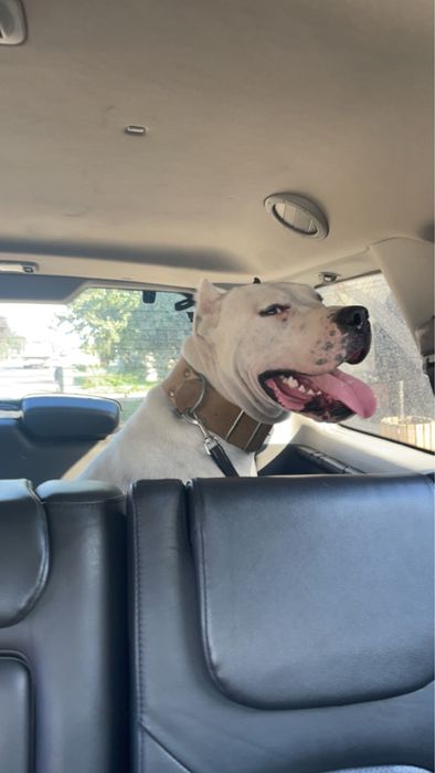 Mascul Dog Argentinian / Dogo Argentino