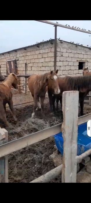 Жылқы Бие Тайлар бар.