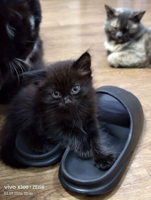 Отдам котят даром.