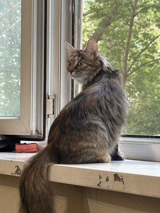 Отдаю котенка девочку