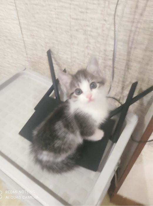 Котята 2 месяца