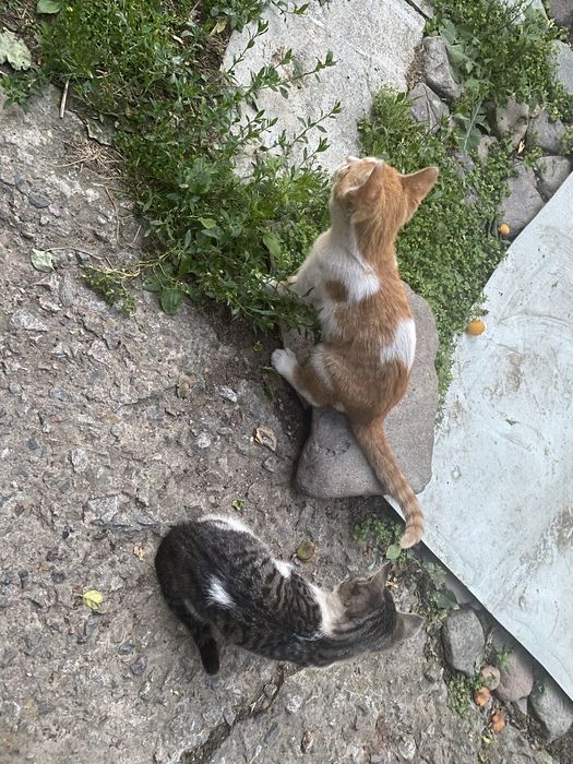 Отдаем котят в хорошие руки