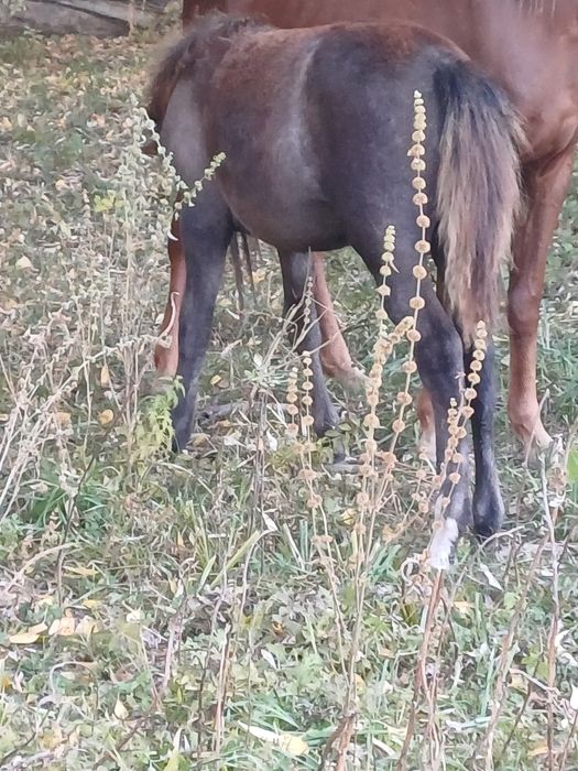 Продам лошод жабағы сатылады