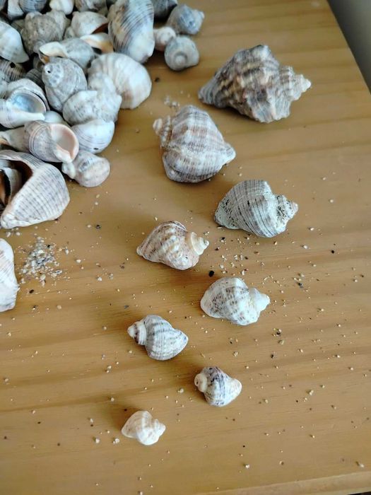 Естествени материали за декорация- шишарки, пера и МАЛКИ рапанчета