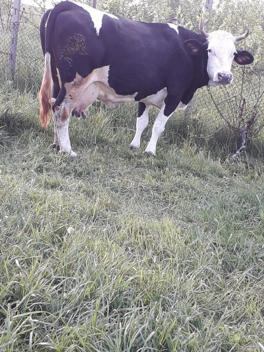 Vând 2 vaci bune de lapte