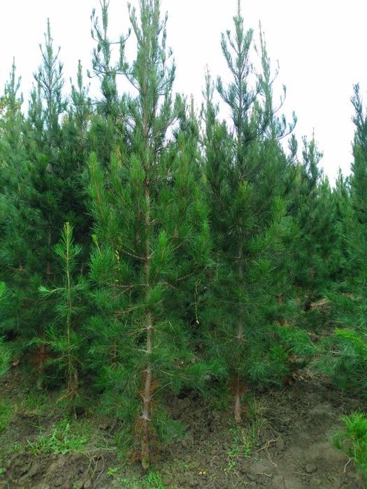 Сасна ва бошка арчалар  кучатлари бор.