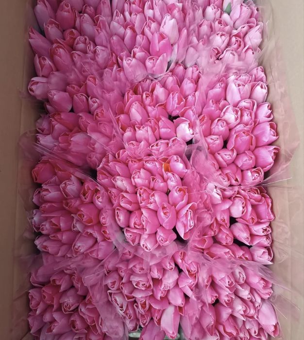 Премиальные Пионовидные Тюльпаны !!