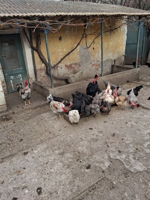 Ouă de incubat de la găinile din imagine