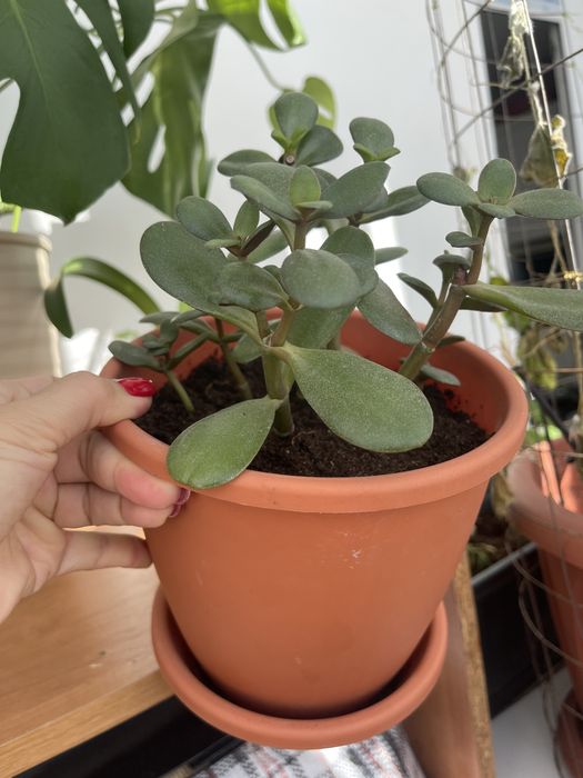 Толстянка или денежное дерево