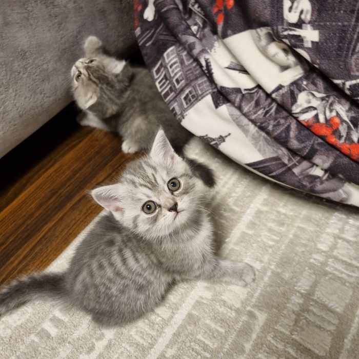 Котята британские