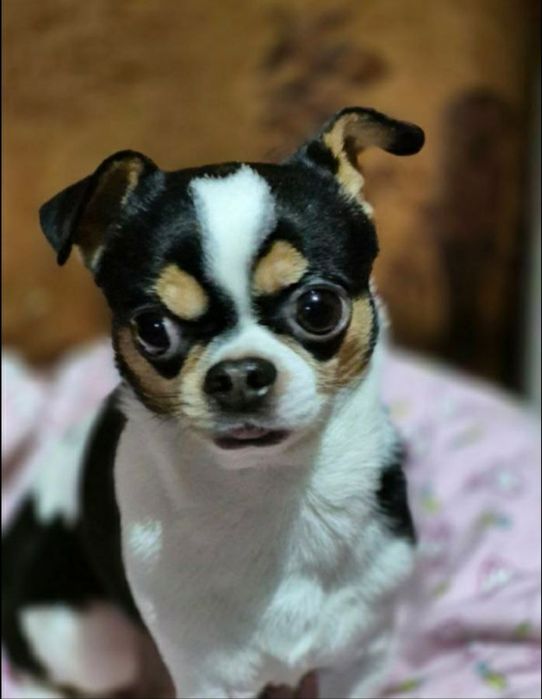 Пристраивается чихуахуа в ответственные и любящие руки.