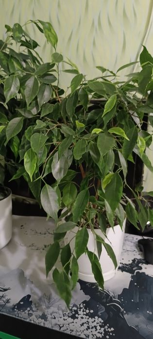 Фикусы 2 годика пушистые