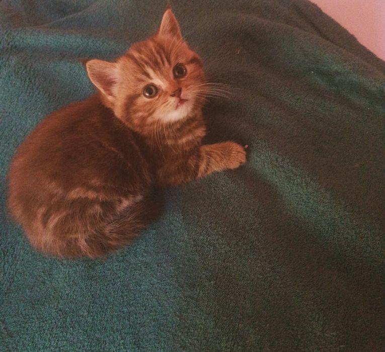 Британский котенок