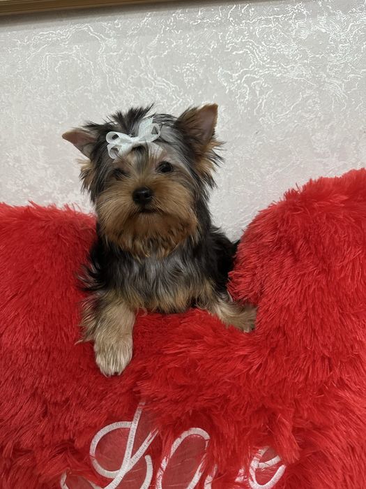 Йорики беби фейс