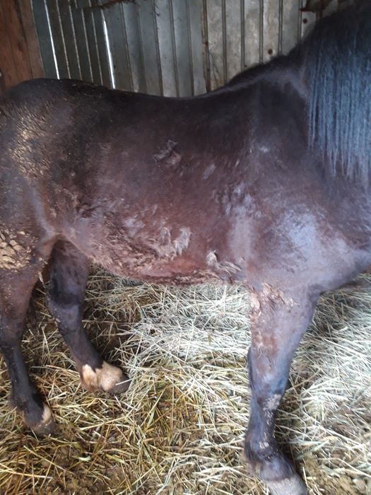 Vând cal semigreu românesc