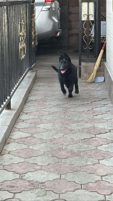 Чёрная немецкая овчарка