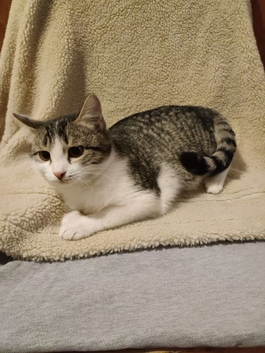 Котята девочки ! !