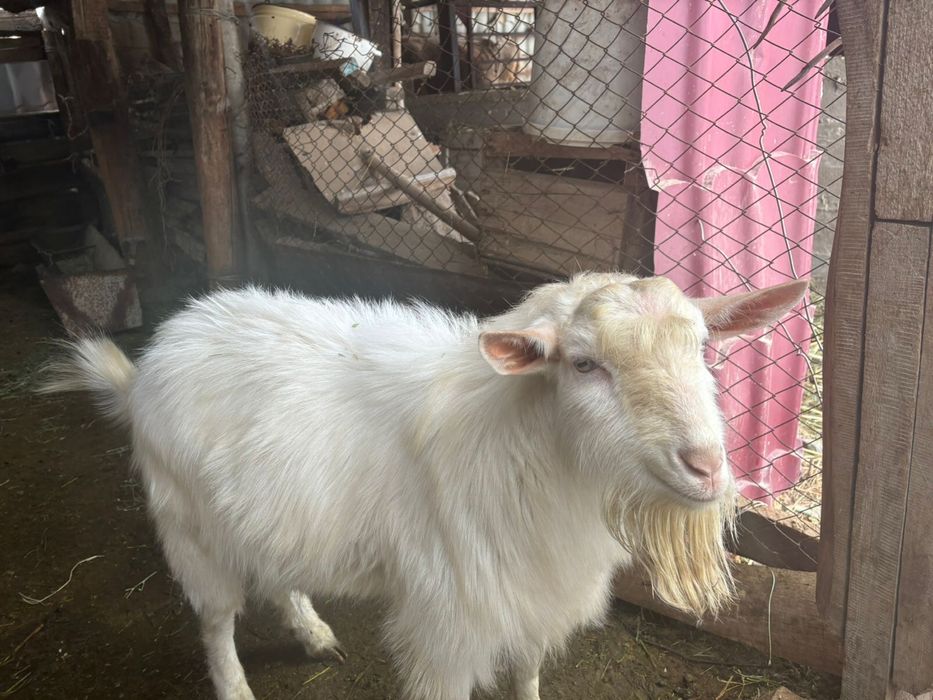 Сатамын: Заанен тұқымды теке