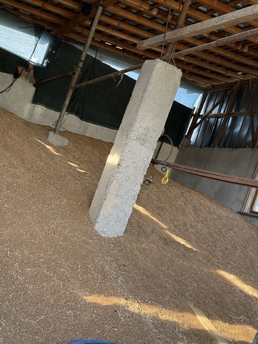 Продавам пшеница реколта 2025