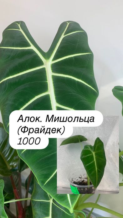 Детки алоказий адаптированные