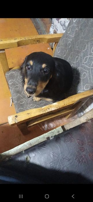 Продам таксу длинношерстную