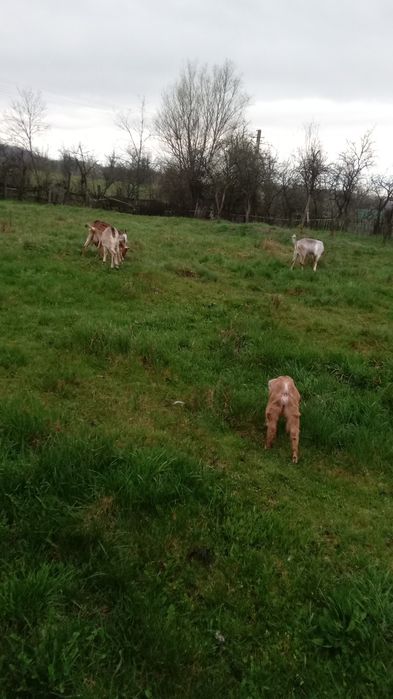 Vind ied si iada anglonubiene si una sannen cu iada de o luna